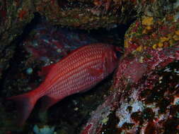 Image of Panamic soldierfish