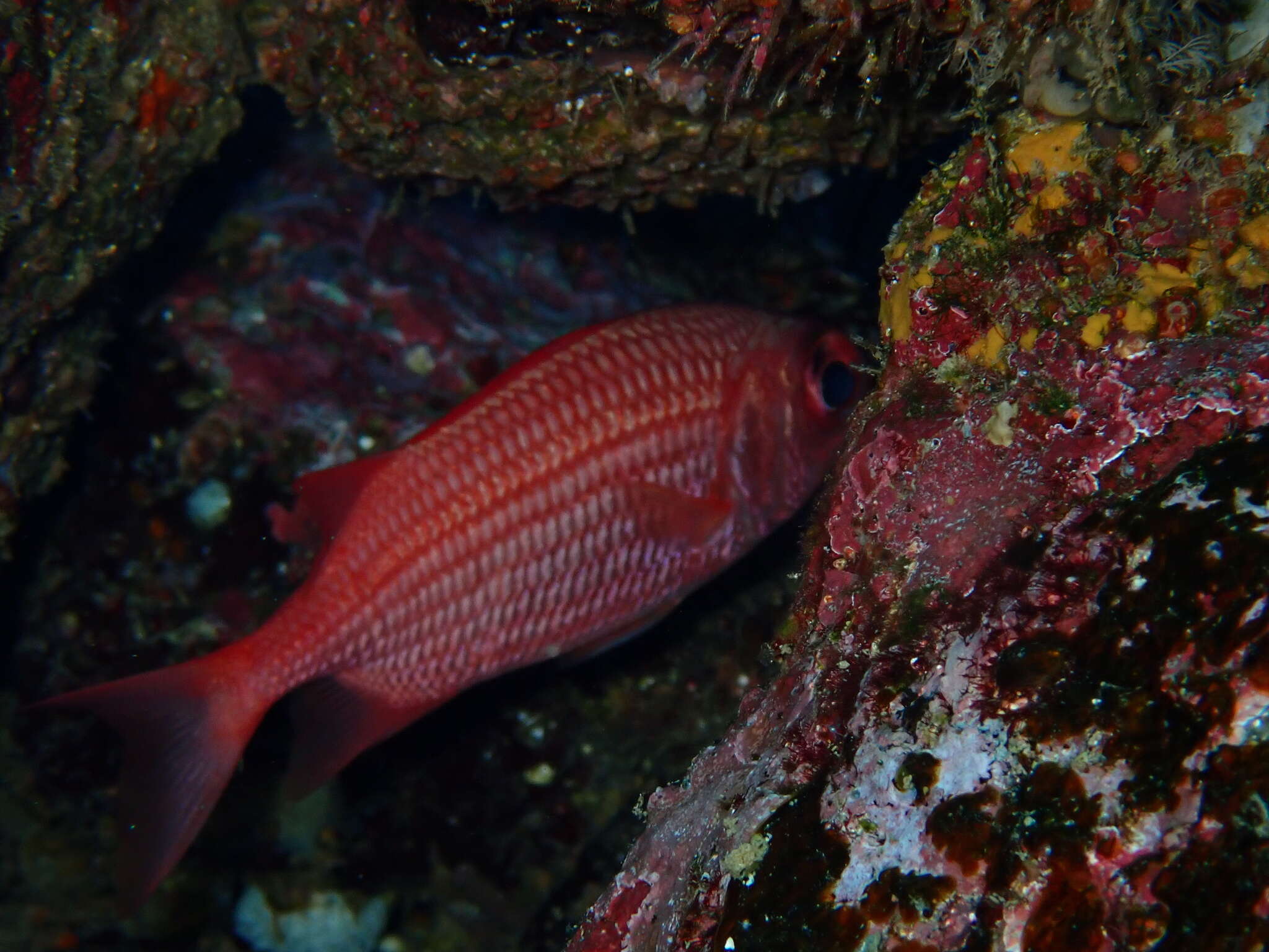 Image de Marignan de Panama