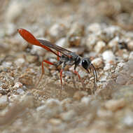 Imagem de Ammophila heydeni rubriventris A. Costa 1864