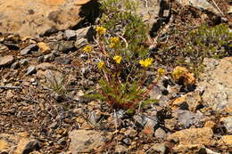 Image of Tweedy's ivesia