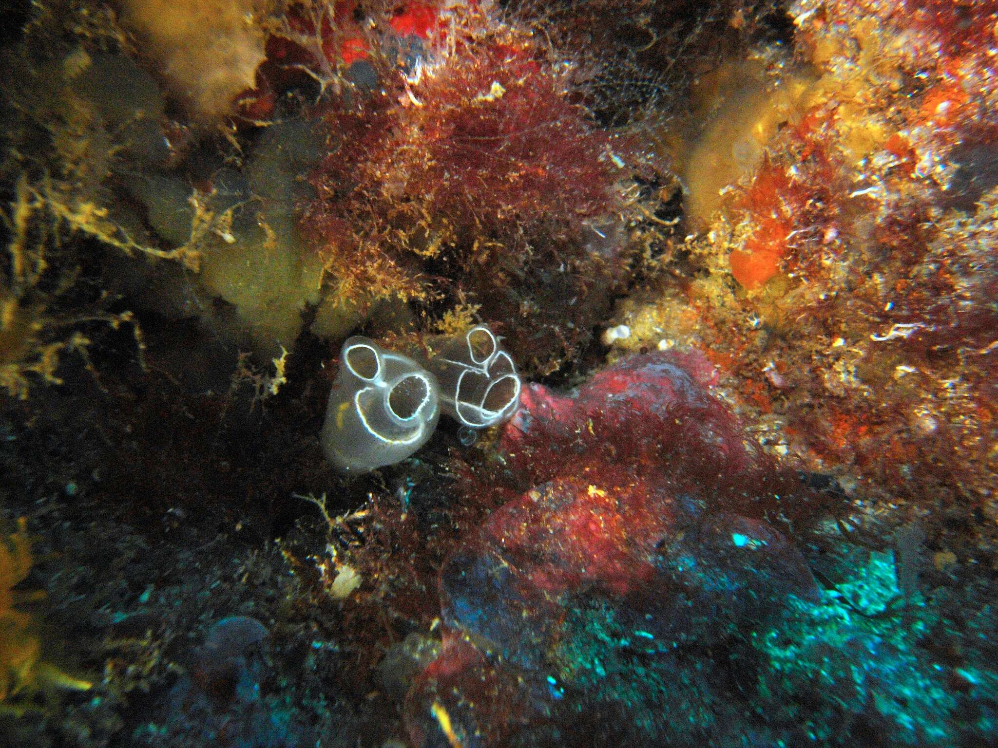 Image of Light-bulb sea squirt