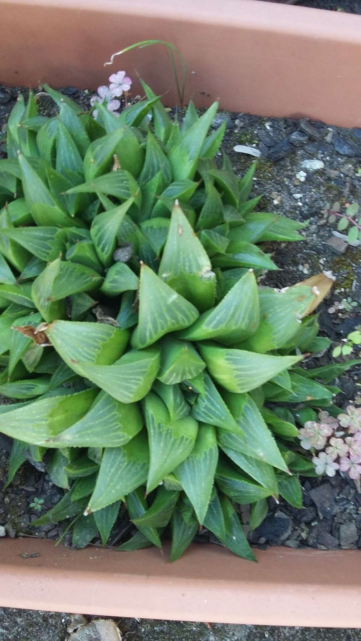 Слика од Haworthia turgida var. longibracteata (G. G. Sm.) M. B. Bayer