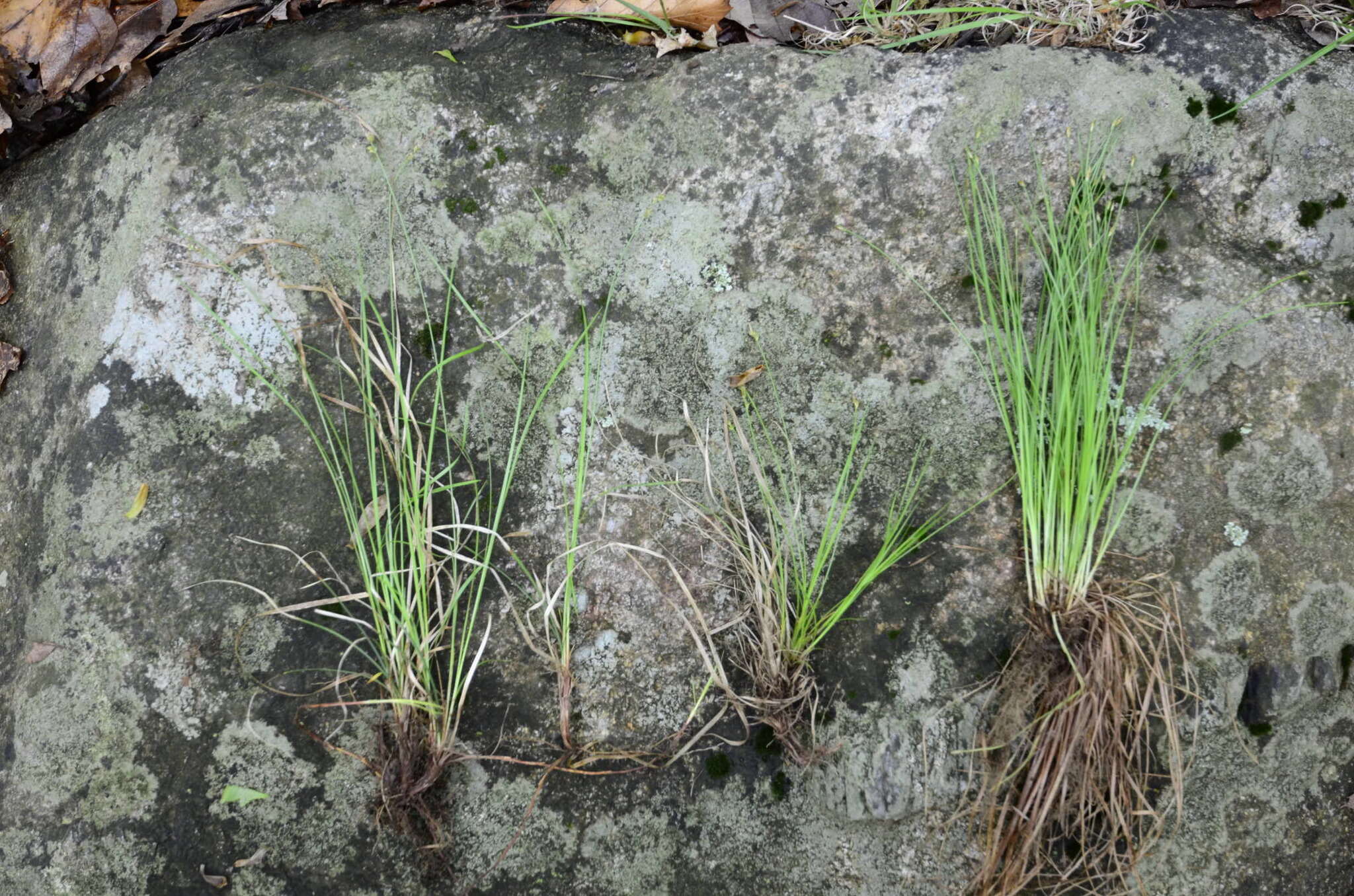 Plancia ëd Trichophorum planifolium (Spreng.) Palla