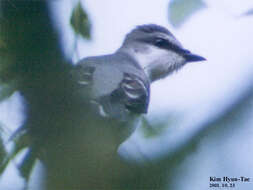 Image of Ashy Minivet