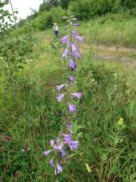 Image of European bellflower