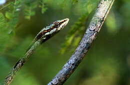 Imagem de Thelotornis capensis capensis A. Smith 1849