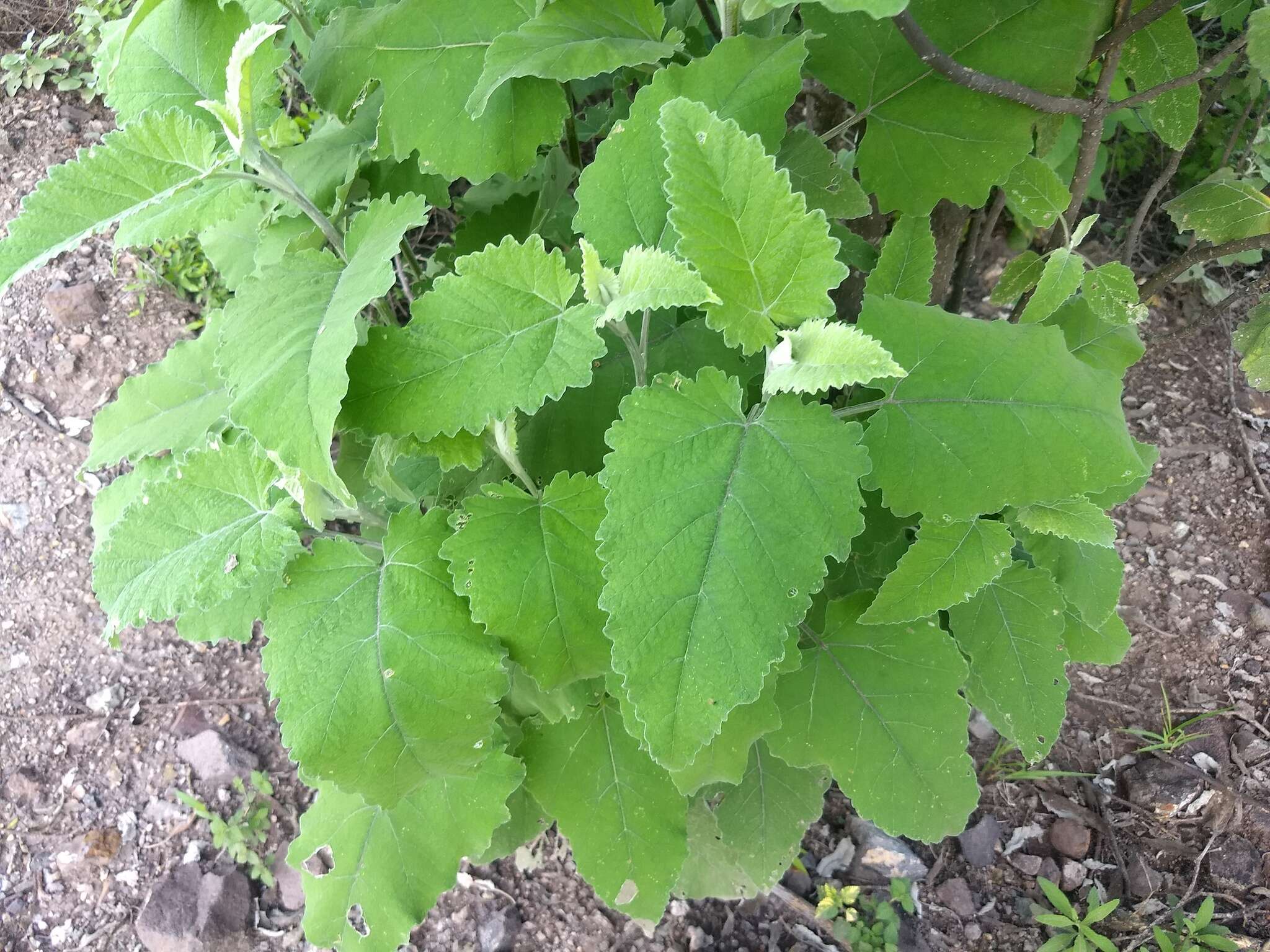 Parthenium tomentosum DC.的圖片