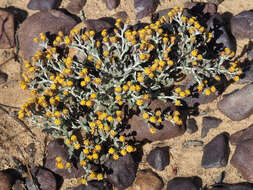 Helichrysum aureofolium O. M. Hilliard resmi