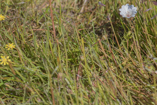 Imagem de Limnanthes douglasii subsp. rosea (Hartw. ex Benth.) C. T. Mason