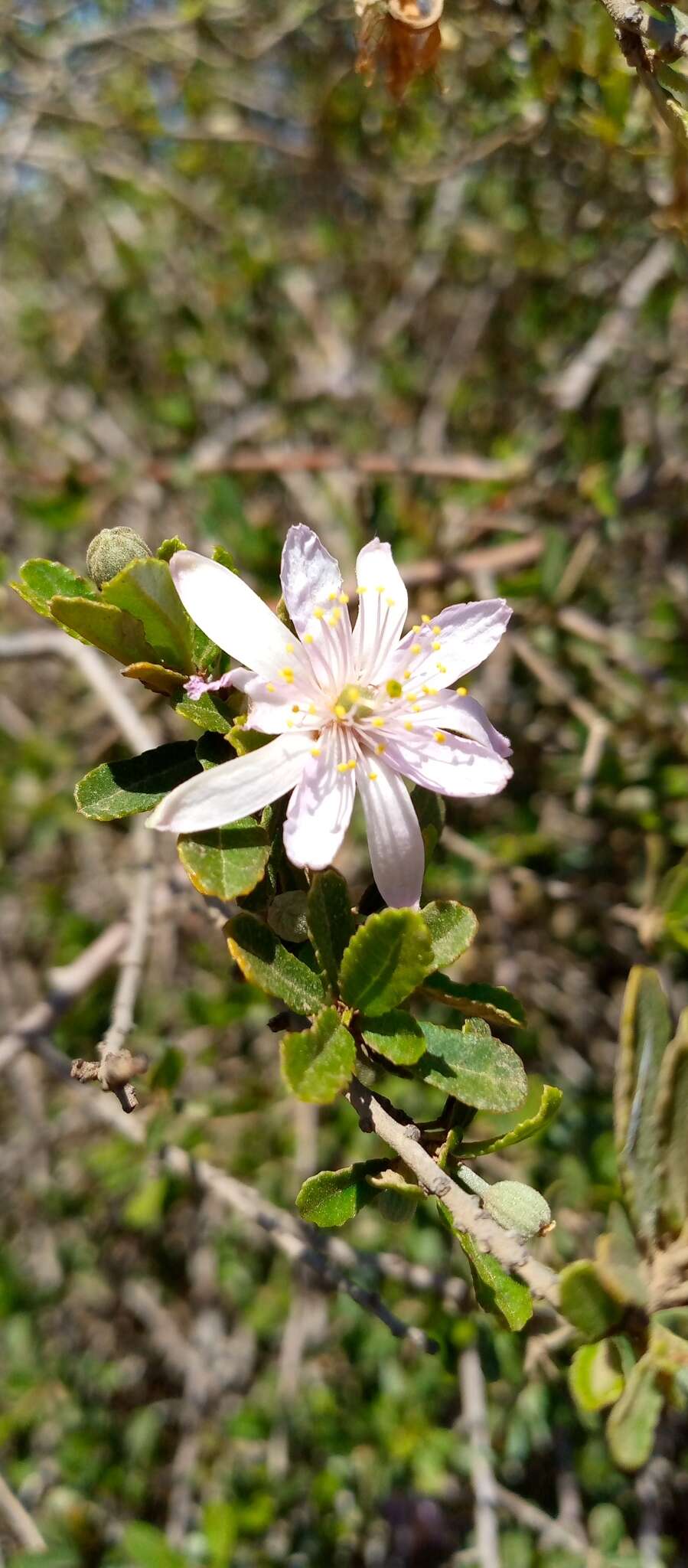 Sivun Grewia pulverulenta R. Viguier kuva