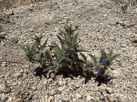 Image of San Jacinto bluecurls