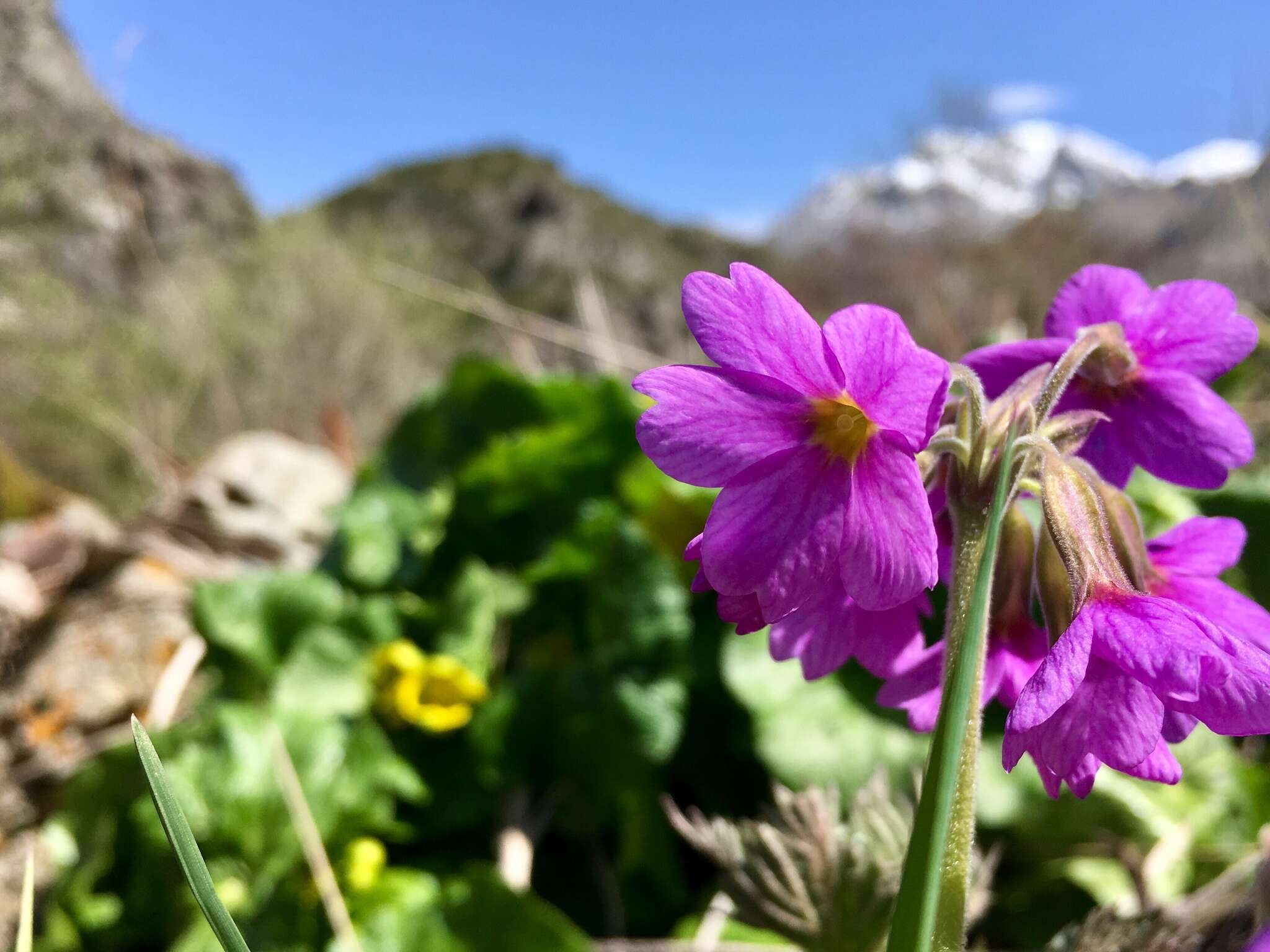 Image of Primula amoena M. Bieb.