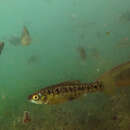 Image of Barred splitfin