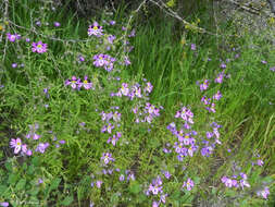 Image of Schizanthus carlomunozii