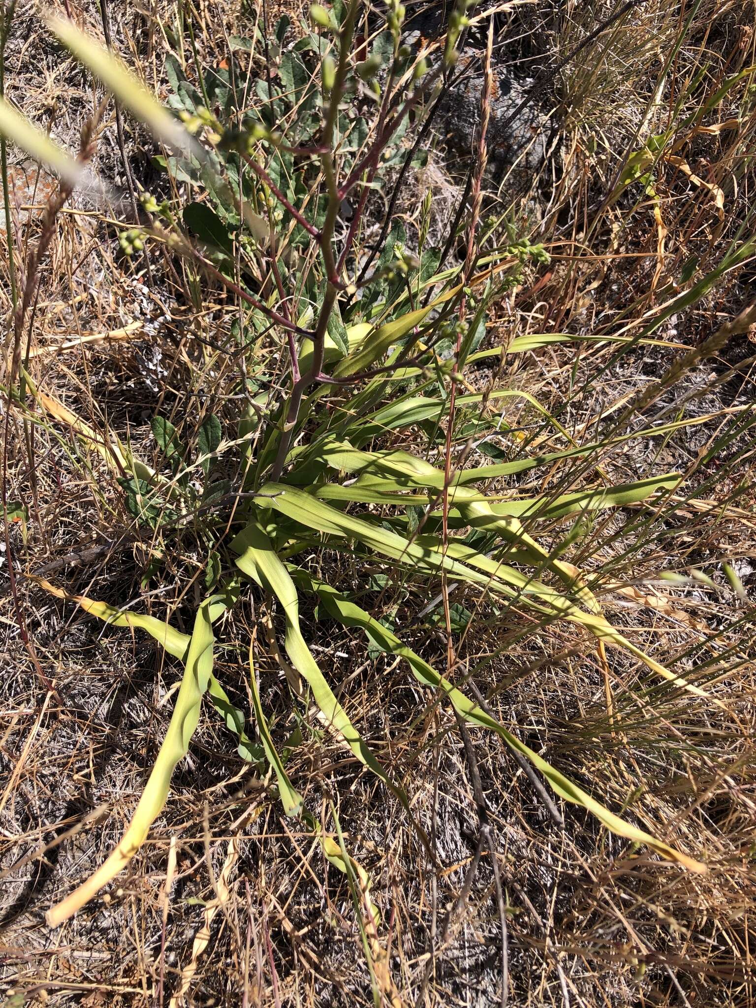 Image de Chlorogalum pomeridianum var. divaricatum (Lindl.) Hoover