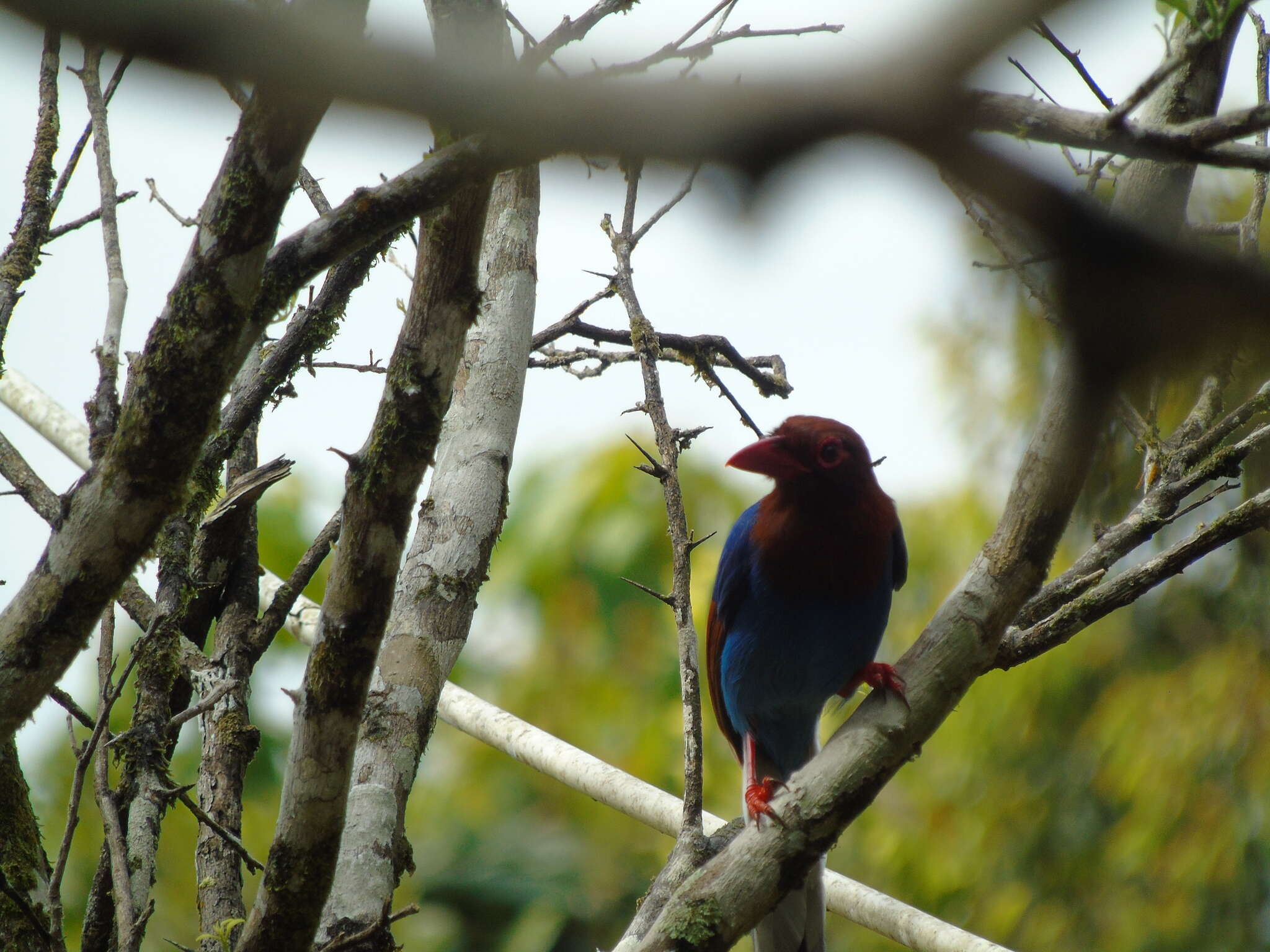 Image of Ceylon Blue Magpie