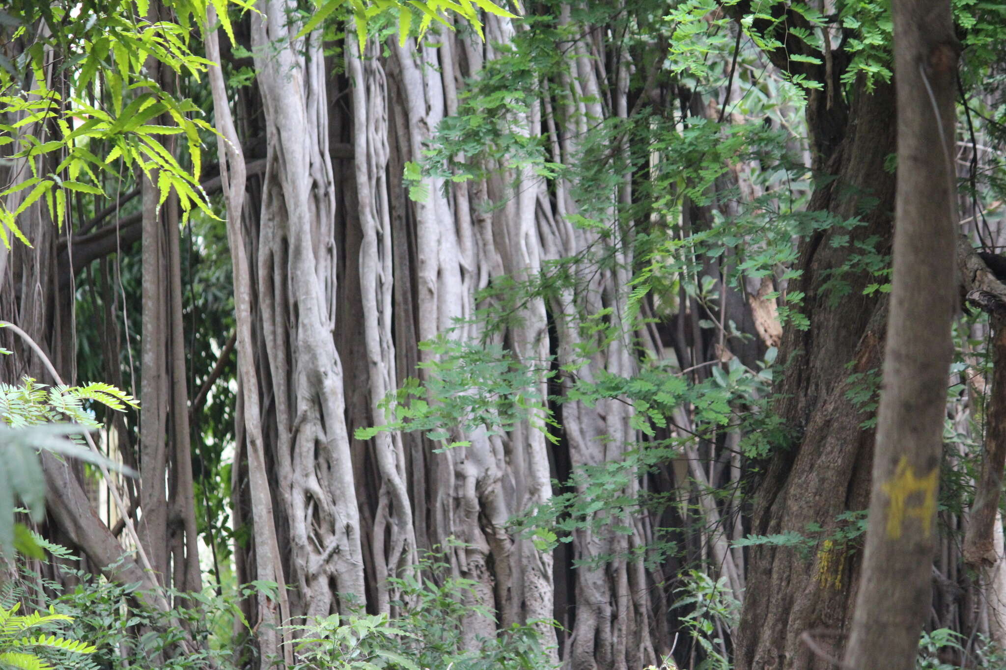 Imagem de Ficus benghalensis L.