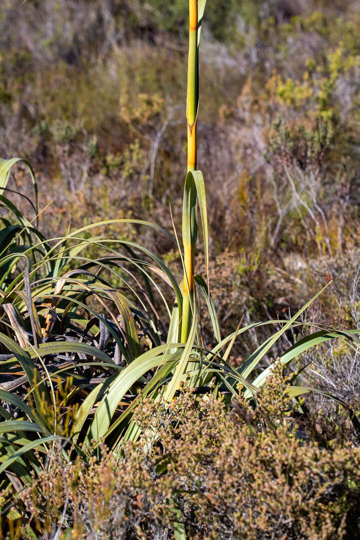 Image of Tetraria thermalis (L.) C. B. Clarke