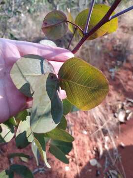 Sivun Chamaecrista orbiculata (Benth.) H. S. Irwin & Barneby kuva