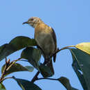 Image of Rufous-banded Honeyeater