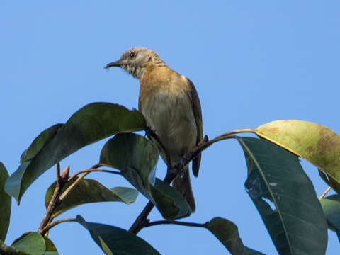 صورة Conopophila Reichenbach 1852