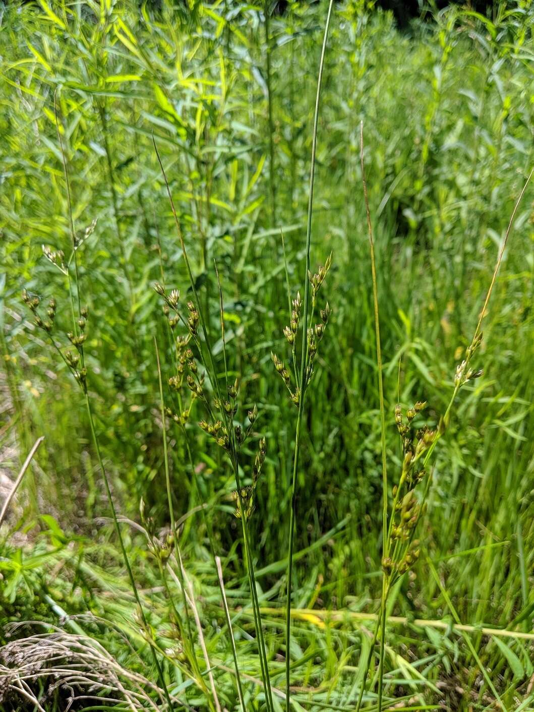 Слика од Juncus dudleyi Wiegand