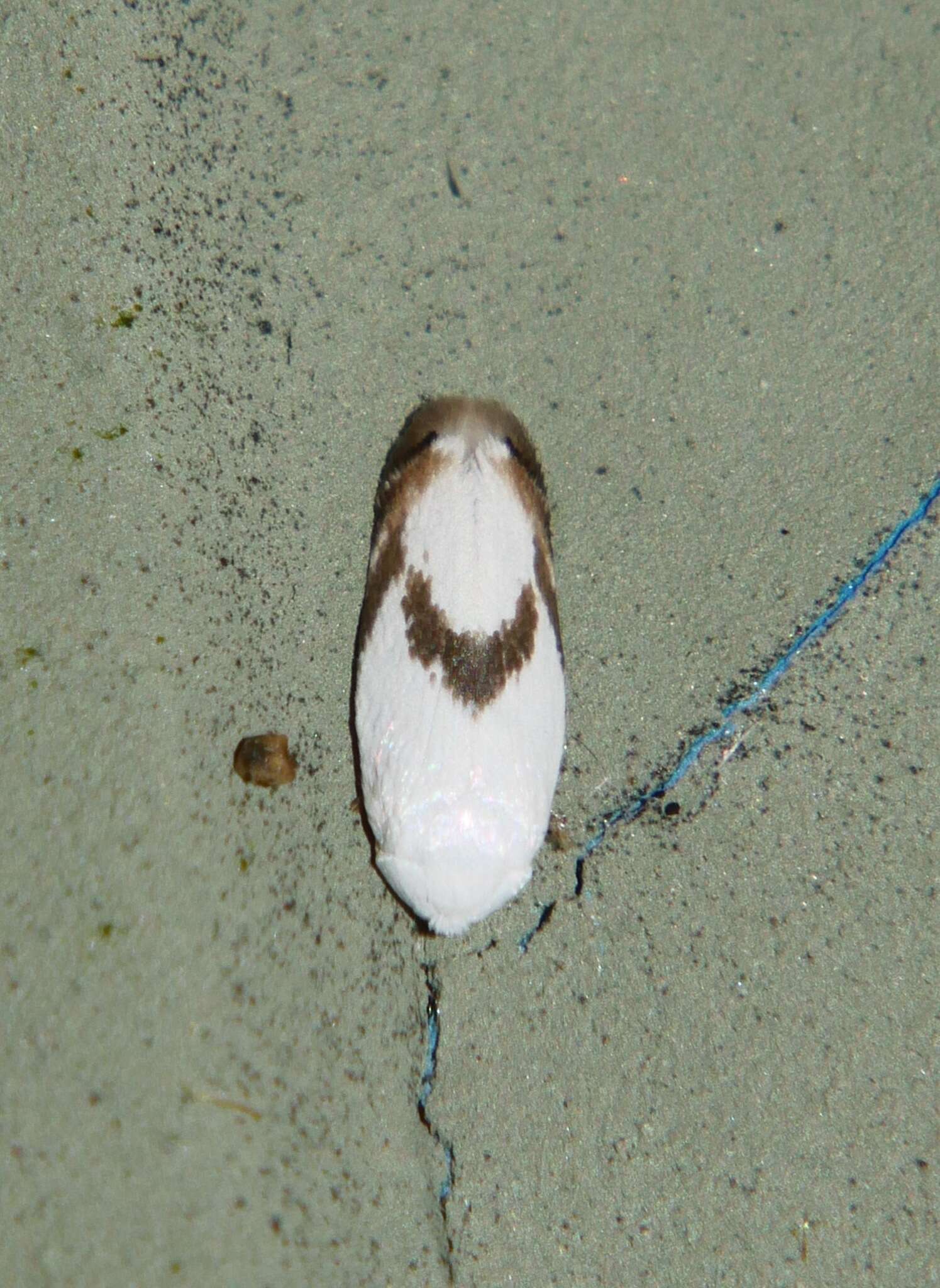 Image of Opostegoides gephyraea (Meyrick 1880) Davis 1989