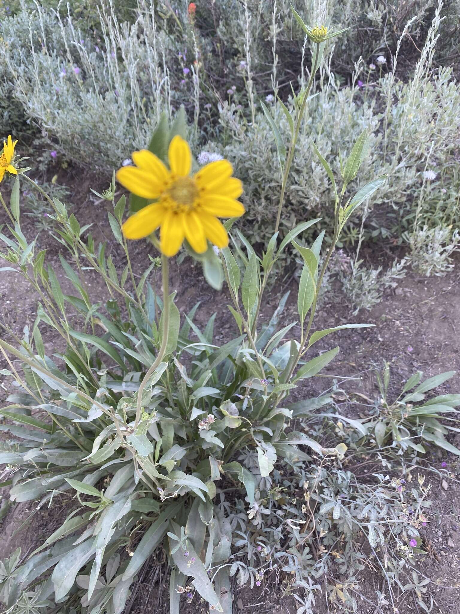 Image of Nevada helianthella