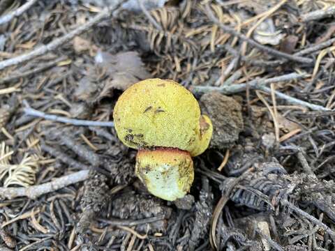 Image of Gastroboletus vividus Trappe & Castellano 2000