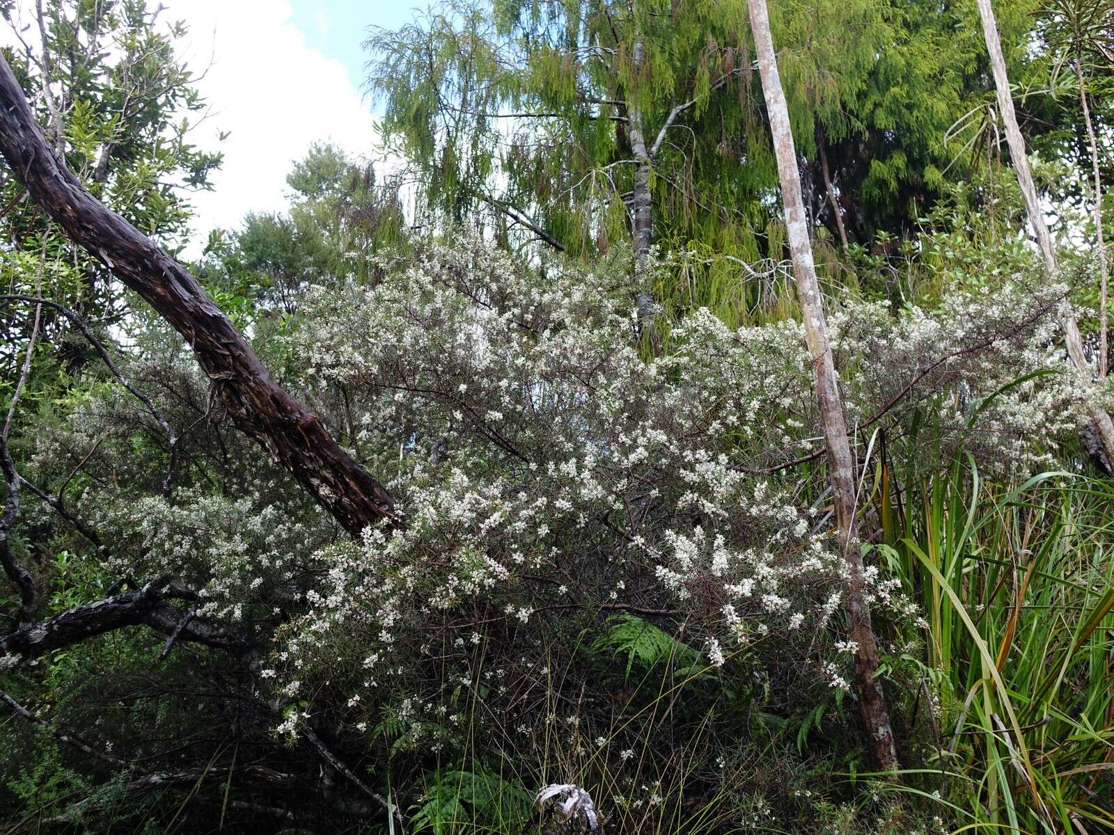 Image of Hakea sericea Schrad. & J. C. Wendl.