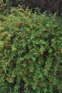 Image of Pine Hill flannelbush