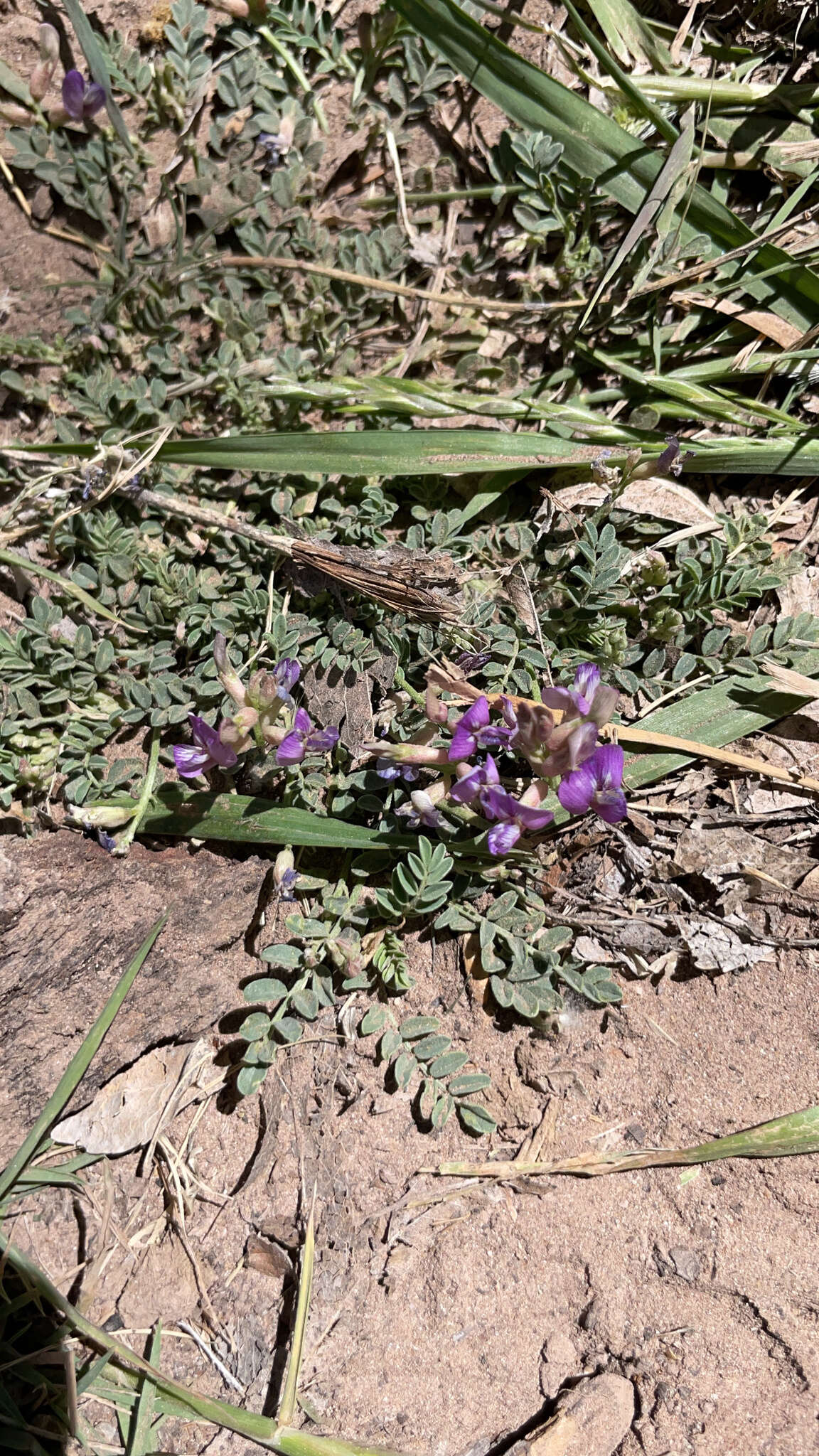 Imagem de Astragalus nothoxys A. Gray