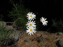 Image of Argyranthemum gracile Sch. Bip.