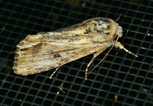 Image of Southern Armyworm Moth