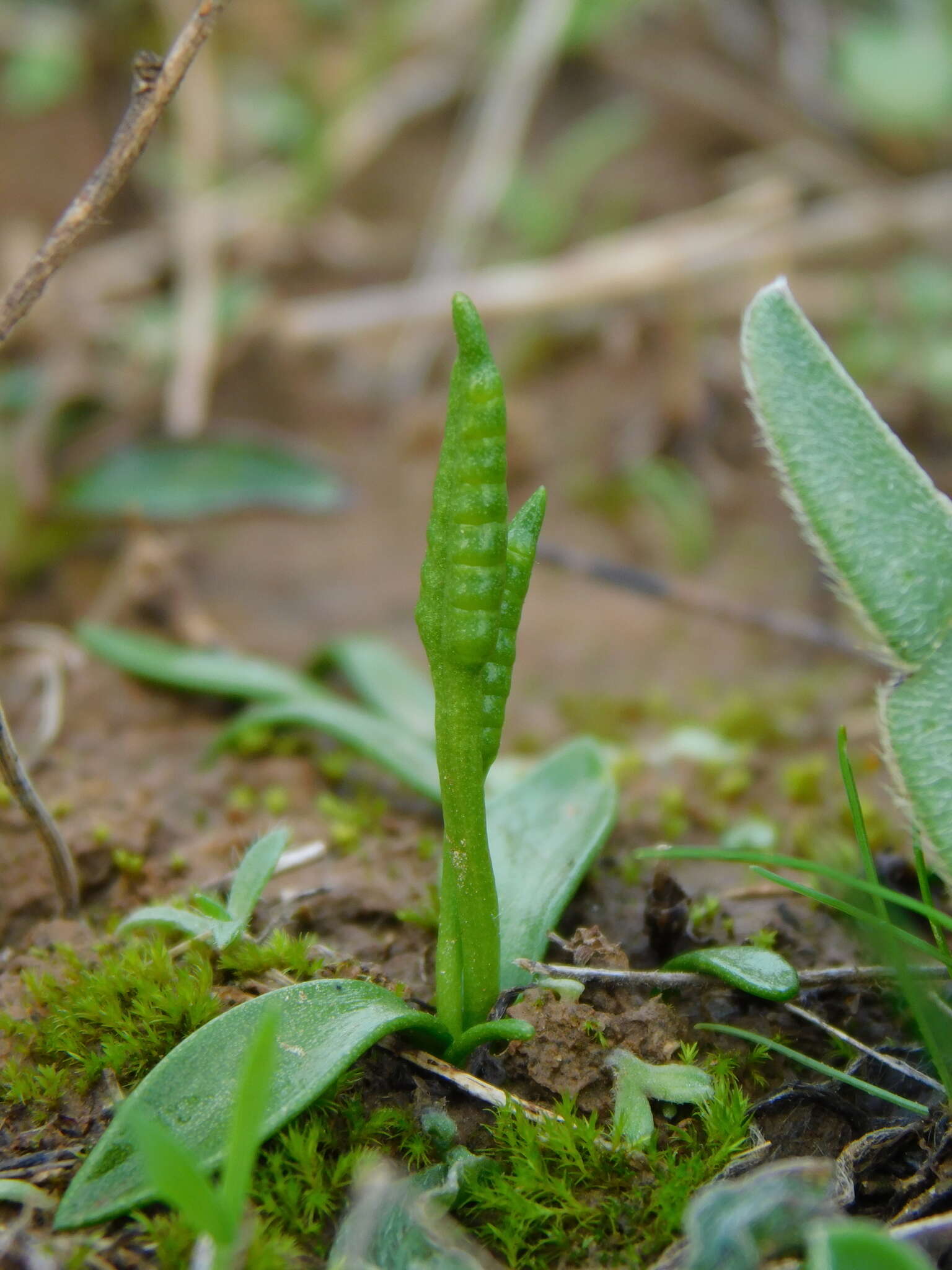 Слика од Ophioglossum lusitanicum L.