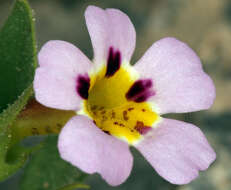 Image of Death Valley monkeyflower