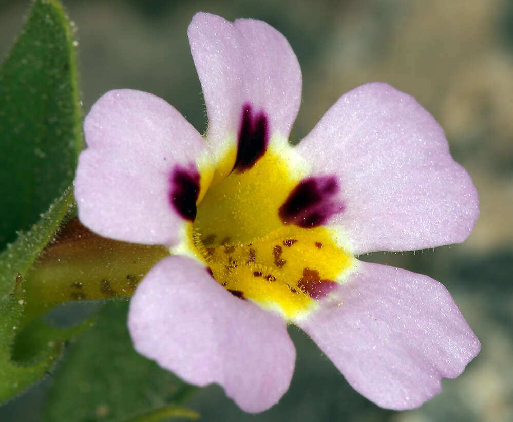 Image of Death Valley monkeyflower