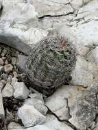 Image de Echinocereus pectinatus subsp. wenigeri (L. D. Benson) W. Blum & Rutow