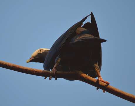 Image de Pigeon à couronne blanche