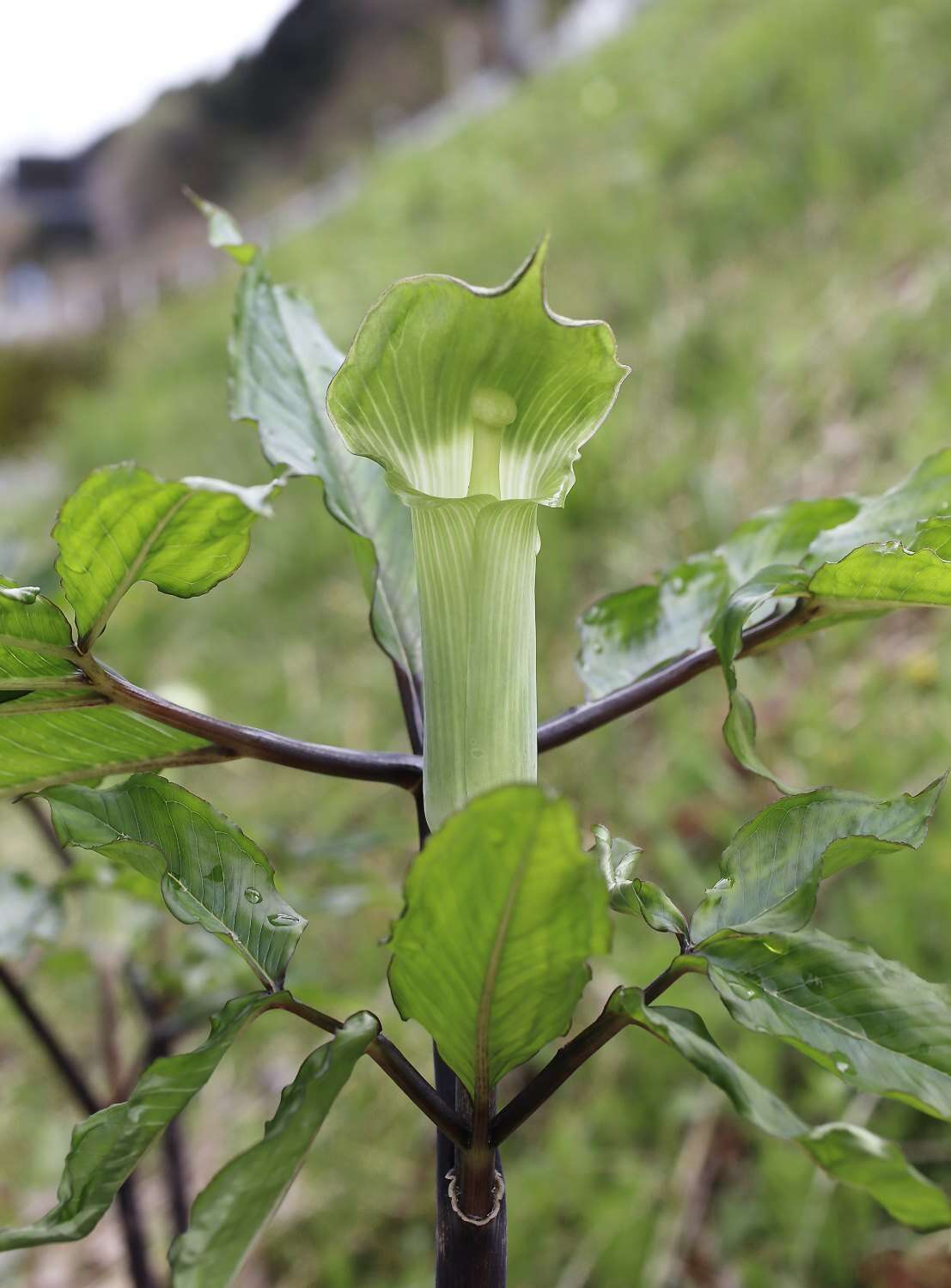 Image of Arisaema yamatense subsp. sugimotoi (Nakai) H. Ohashi & J. Murata