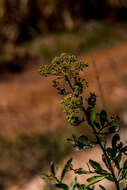 Imagem de Heteromorpha arborescens var. collina (Eckl. & Zeyh.) Sond.