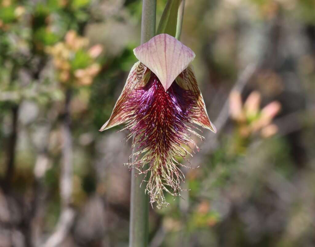 Calochilus robertsonii Benth.的圖片