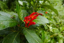 Image of Gesneria ventricosa Sw.