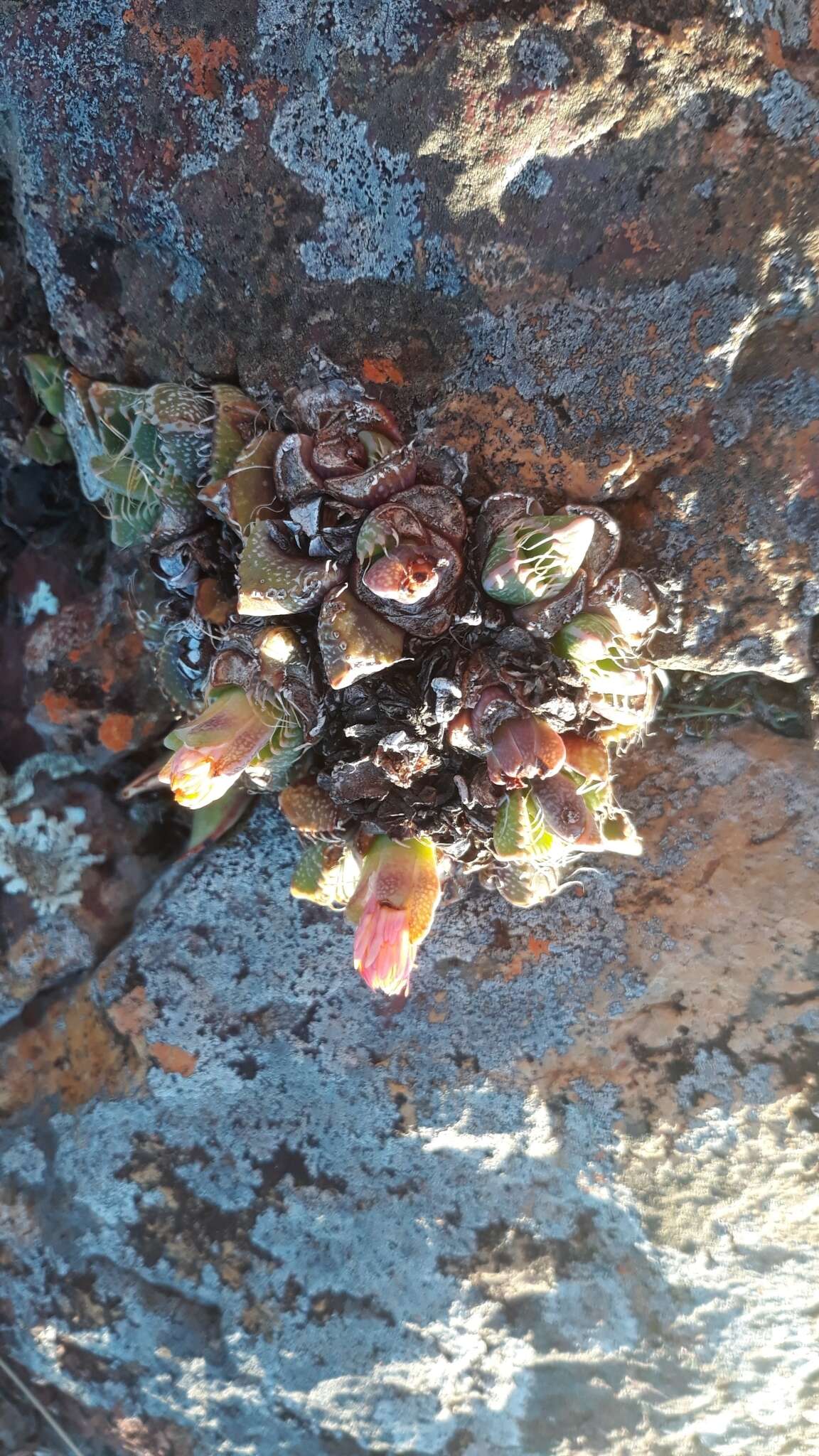 Image of Faucaria tigrina (Haw.) Schwant.