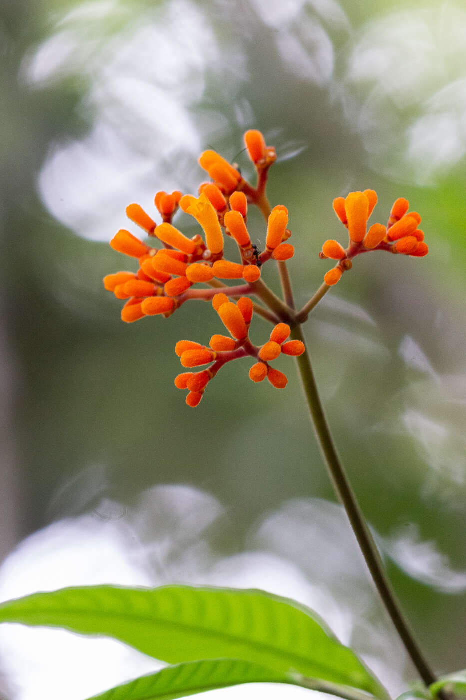 Image de Palicourea fulgens (Müll. Arg.) Standl.