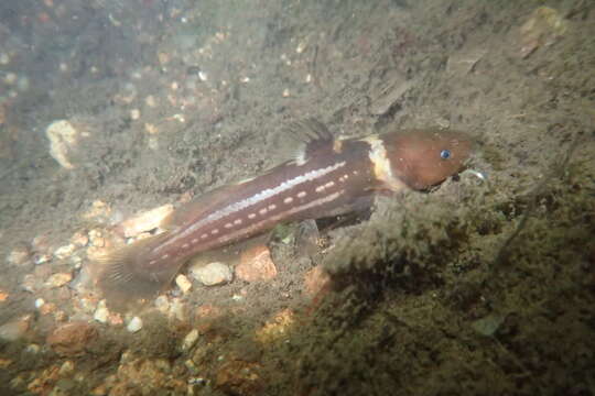 Image of Tachysurus trilineatus