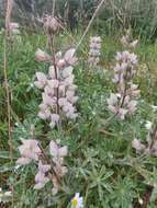 Image of Lupinus palaestinus Boiss.