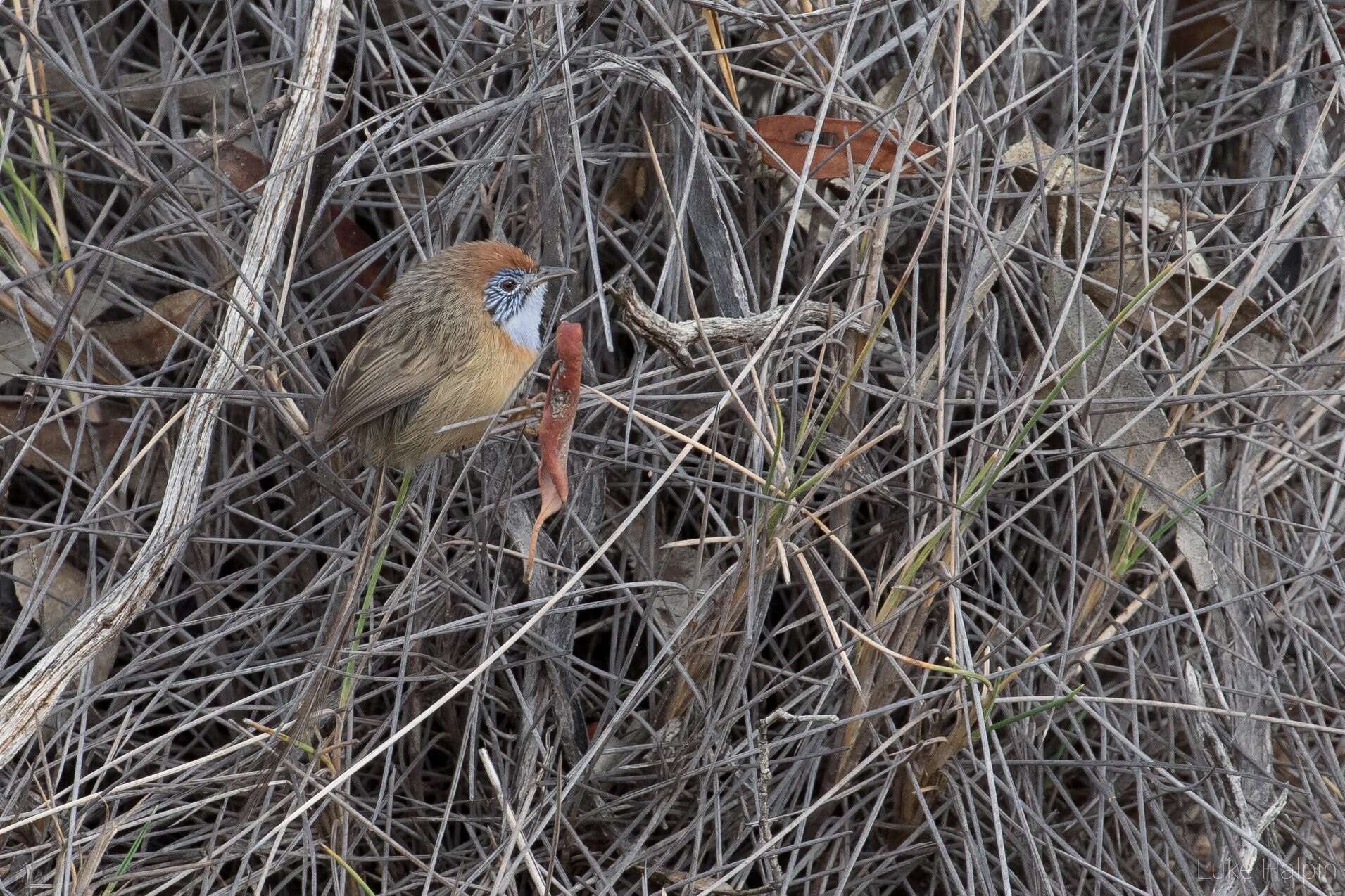 Image of Mallee Emu-wren