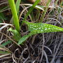 Image of Zantedeschia jucunda Letty