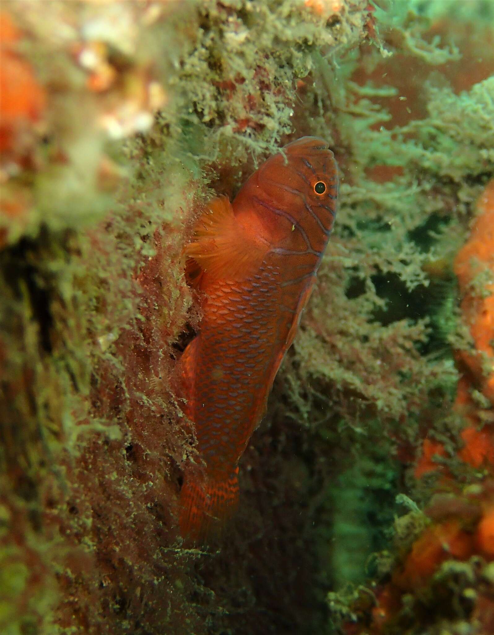 Image of Orange reef-goby